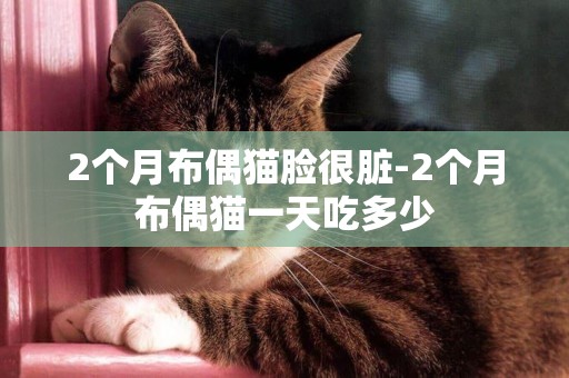 2個月布偶貓臉很臟-2個月布偶貓一天吃多少