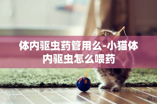 體內驅蟲藥管用么-小貓體內驅蟲怎么喂藥