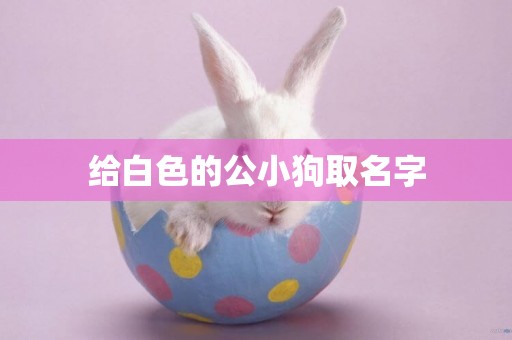 給白色的公小狗取名字