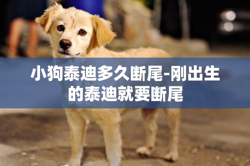 小狗泰迪多久斷尾-剛出生的泰迪就要斷尾