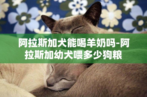 阿拉斯加犬能喝羊奶嗎-阿拉斯加幼犬喂多少狗糧