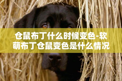 倉鼠布丁什么時候變色-軟萌布丁倉鼠變色是什么情況