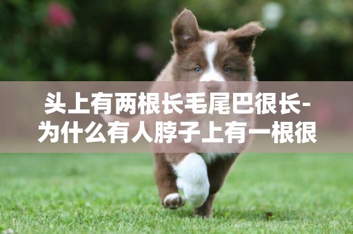 頭上有兩根長毛尾巴很長-為什么有人脖子上有一根很長的白毛