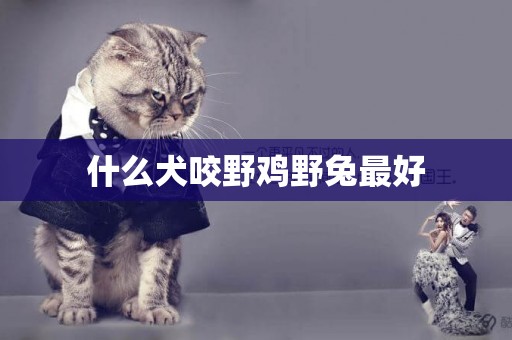 什么犬咬野雞野兔最好