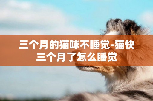三個月的貓咪不睡覺-貓快三個月了怎么睡覺
