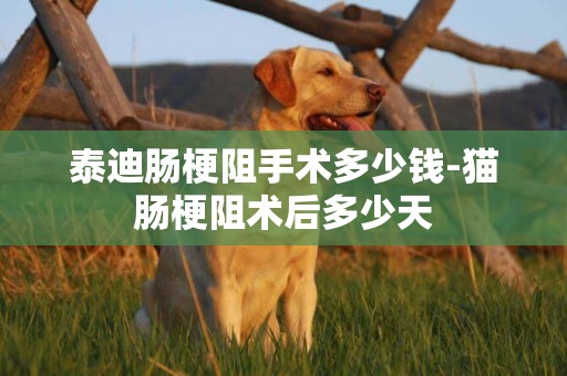 泰迪腸梗阻手術多少錢-貓腸梗阻術后多少天