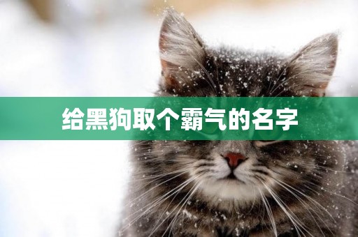 給黑狗取個霸氣的名字