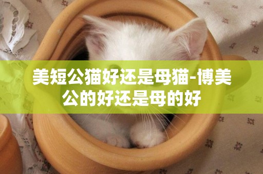 美短公貓好還是母貓-博美公的好還是母的好