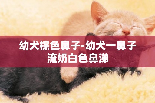 幼犬棕色鼻子-幼犬一鼻子流奶白色鼻涕