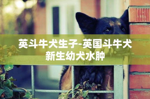 英斗牛犬生子-英國斗牛犬新生幼犬水腫