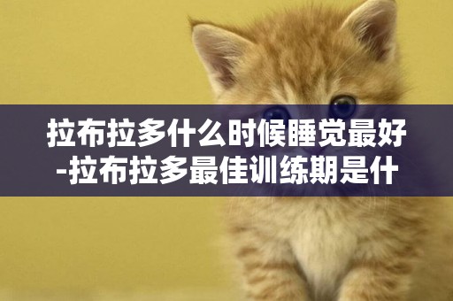 拉布拉多什么時候睡覺最好-拉布拉多最佳訓練期是什么時候
