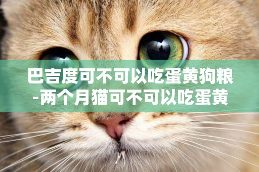 巴吉度可不可以吃蛋黃狗糧-兩個月貓可不可以吃蛋黃