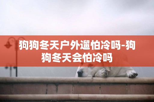 狗狗冬天戶外遛怕冷嗎-狗狗冬天會怕冷嗎