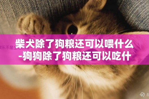 柴犬除了狗糧還可以喂什么-狗狗除了狗糧還可以吃什么