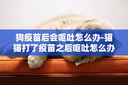 狗疫苗后會嘔吐怎么辦-貓貓打了疫苗之后嘔吐怎么辦