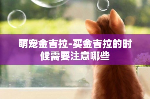 萌寵金吉拉-買金吉拉的時候需要注意哪些