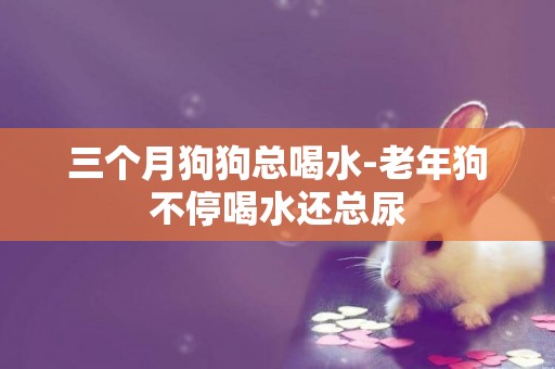 三個月狗狗總喝水-老年狗不停喝水還總尿