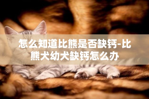 怎么知道比熊是否缺鈣-比熊犬幼犬缺鈣怎么辦