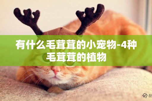 有什么毛茸茸的小寵物-4種毛茸茸的植物