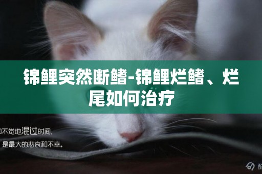 錦鯉突然斷鰭-錦鯉爛鰭、爛尾如何治療