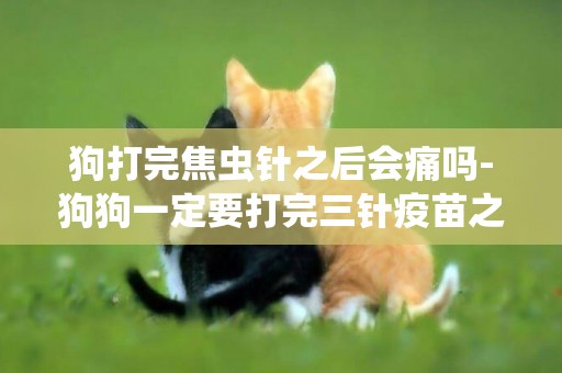 狗打完焦蟲針之后會痛嗎-狗狗一定要打完三針疫苗之后才能出去和洗澡嗎