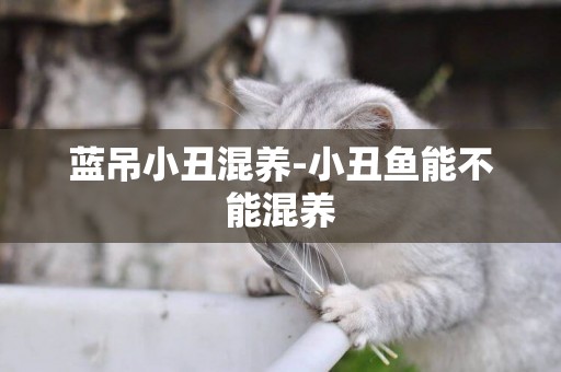 藍吊小丑混養-小丑魚能不能混養