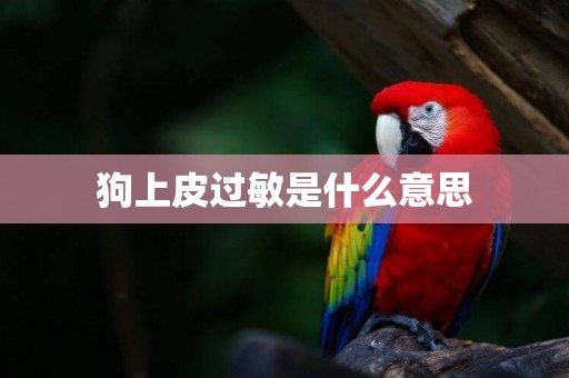 狗上皮過敏是什么意思