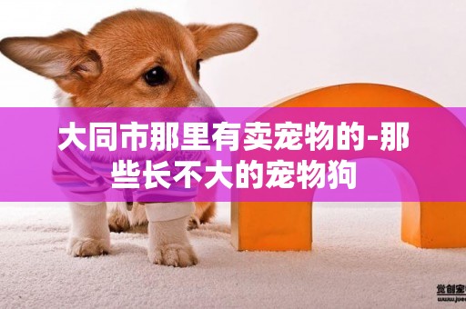 大同市那里有賣寵物的-那些長不大的寵物狗