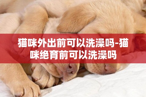 貓咪外出前可以洗澡嗎-貓咪絕育前可以洗澡嗎