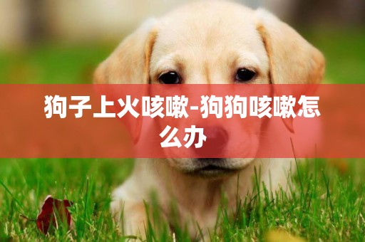 狗子上火咳嗽-狗狗咳嗽怎么辦