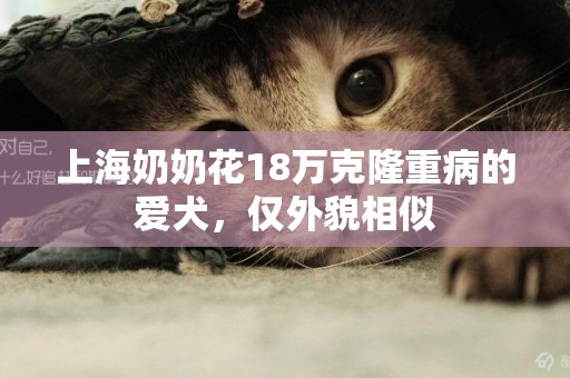 上海奶奶花18萬克隆重病的愛犬，僅外貌相似