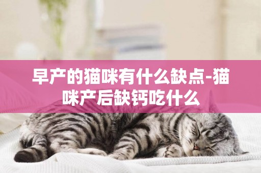 早產的貓咪有什么缺點-貓咪產后缺鈣吃什么