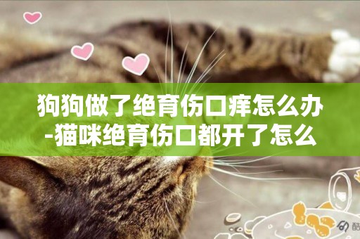 狗狗做了絕育傷口癢怎么辦-貓咪絕育傷口都開了怎么辦