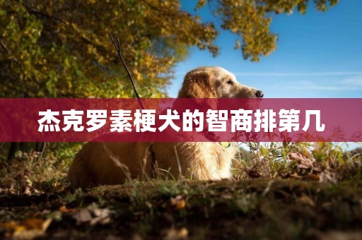 杰克羅素梗犬的智商排第幾