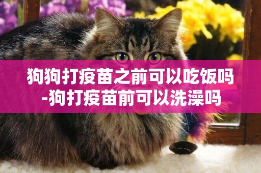 狗狗打疫苗之前可以吃飯嗎-狗打疫苗前可以洗澡嗎