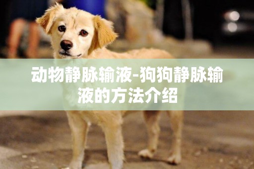 動物靜脈輸液-狗狗靜脈輸液的方法介紹