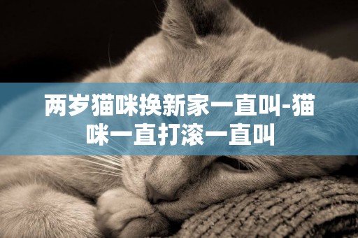 兩歲貓咪換新家一直叫-貓咪一直打滾一直叫