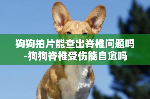 狗狗拍片能查出脊椎問題嗎-狗狗脊椎受傷能自愈嗎