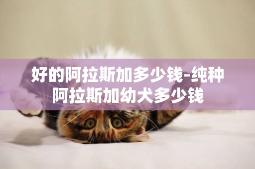 好的阿拉斯加多少錢-純種阿拉斯加幼犬多少錢