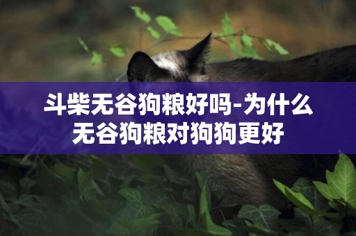 斗柴無谷狗糧好嗎-為什么無谷狗糧對狗狗更好