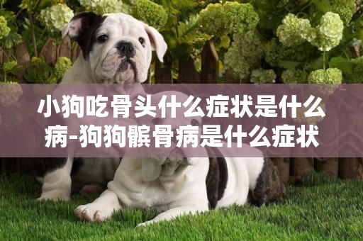 小狗吃骨頭什么癥狀是什么病-狗狗髕骨病是什么癥狀