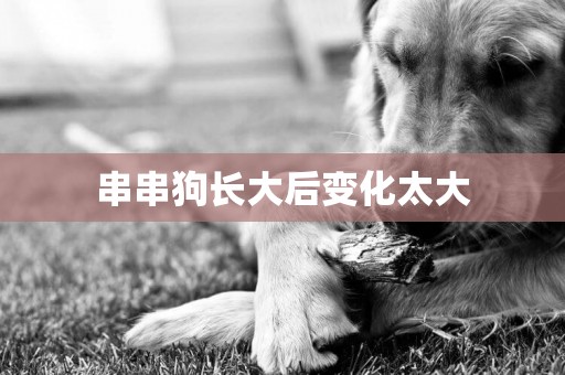 串串狗長大后變化太大