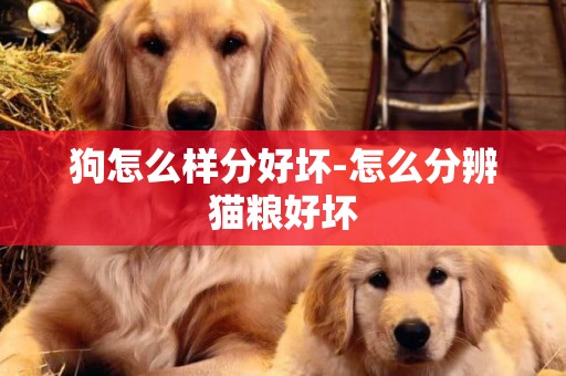 狗怎么樣分好壞-怎么分辨貓糧好壞