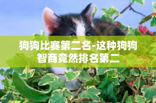狗狗比賽第二名-這種狗狗智商竟然排名第二