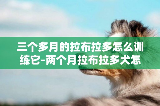 三個多月的拉布拉多怎么訓練它-兩個月拉布拉多犬怎么訓練