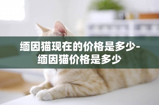 緬因貓現在的價格是多少-緬因貓價格是多少