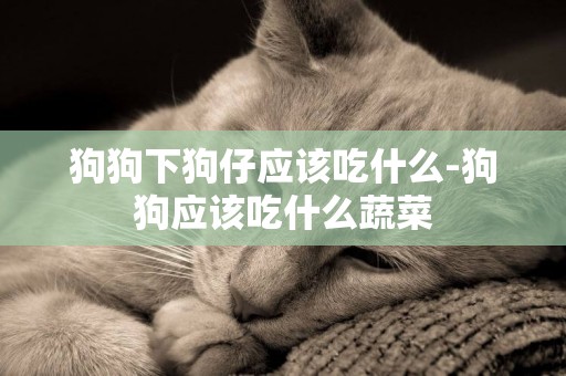 狗狗下狗仔應該吃什么-狗狗應該吃什么蔬菜