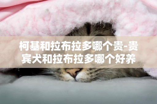 柯基和拉布拉多哪個貴-貴賓犬和拉布拉多哪個好養