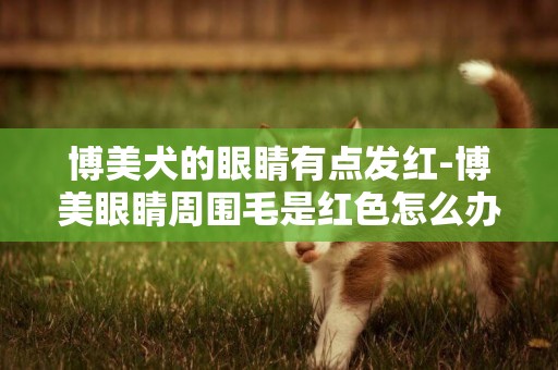 博美犬的眼睛有點發紅-博美眼睛周圍毛是紅色怎么辦