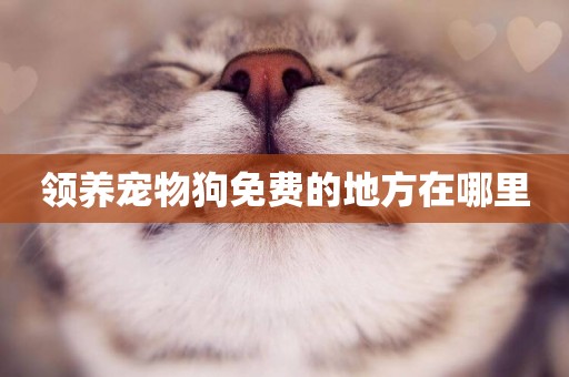 領養寵物狗免費的地方在哪里